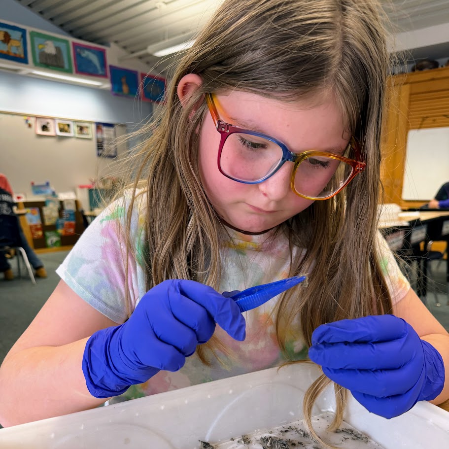 Student dissects an owl pellet.